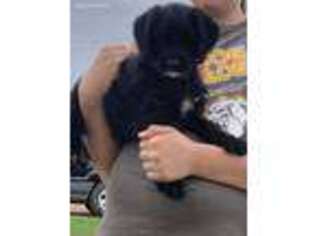 Labradoodle Puppy for sale in Monona, IA, USA