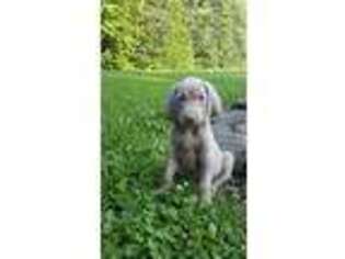 Weimaraner Puppy for sale in Dundee, OH, USA
