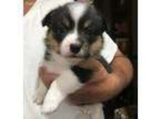 Pembroke Welsh Corgi Puppy for sale in Zavalla, TX, USA