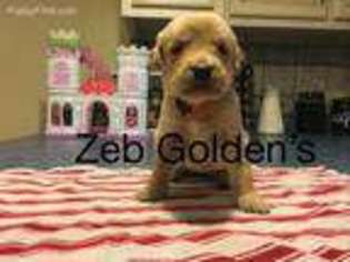 Golden Retriever Puppy for sale in Miami, OK, USA