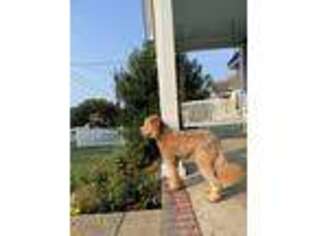 Goldendoodle Puppy for sale in Rock Hill, SC, USA