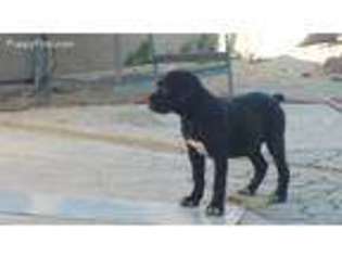 Cane Corso Puppy for sale in Coachella, CA, USA