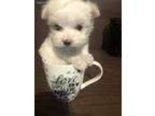 Maltese Puppy for sale in Massillon, OH, USA