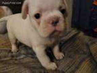 Frenchie Pug Puppy for sale in Van Wert, OH, USA