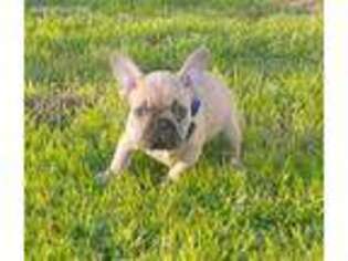 French Bulldog Puppy for sale in Burleson, TX, USA