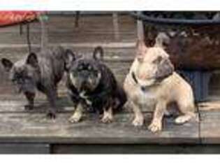 French Bulldog Puppy for sale in Culver, OR, USA