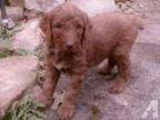 Mutt Puppy for sale in HOLLY SPRINGS, MS, USA