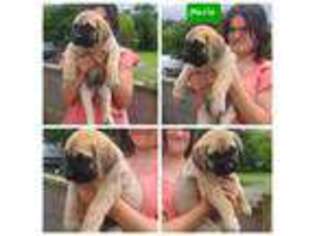 Mastiff Puppy for sale in Troy, NC, USA
