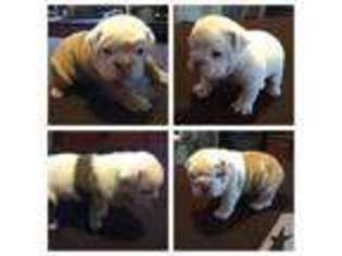 Bulldog Puppy for sale in WILKES BARRE, PA, USA