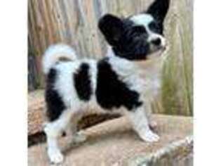 Papillon Puppy for sale in Lawton, OK, USA