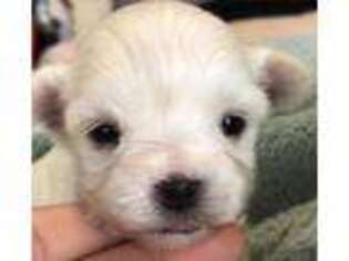 Maltese Puppy for sale in Woodbridge, VA, USA