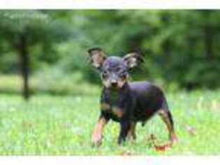 Miniature Pinscher Puppy for sale in Butler, OH, USA
