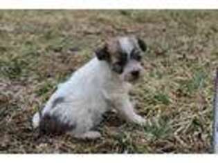 Mutt Puppy for sale in Carlisle, PA, USA