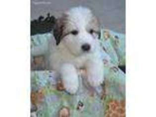 Great Pyrenees Puppy for sale in Jefferson, NC, USA