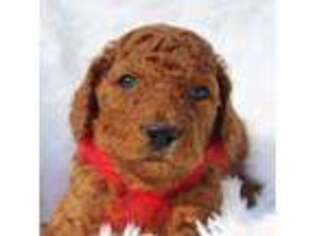 Irish Setter Puppy for sale in Springvale, ME, USA