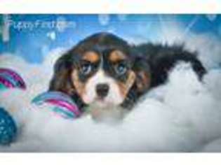 Cavalier King Charles Spaniel Puppy for sale in East Sparta, OH, USA