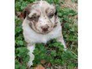 Australian Shepherd Puppy for sale in Fruitvale, TX, USA