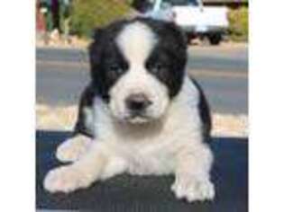 Mutt Puppy for sale in Ash Fork, AZ, USA