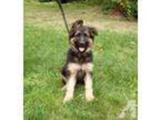 German Shepherd Dog Puppy for sale in ALLYN, WA, USA