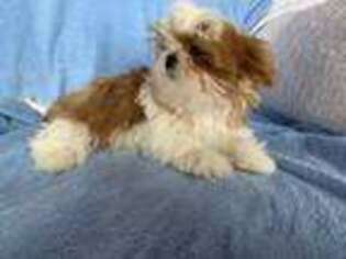 Mutt Puppy for sale in Hayden, ID, USA