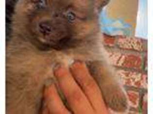 Pomeranian Puppy for sale in NORTHRIDGE, CA, USA