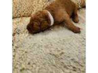 Goldendoodle Puppy for sale in Freedom, NY, USA
