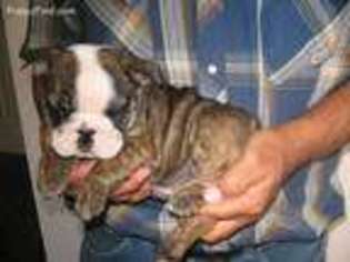 Bulldog Puppy for sale in Galion, OH, USA