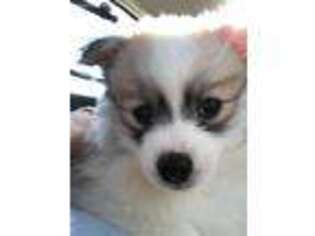 Pomeranian Puppy for sale in Haymarket, VA, USA