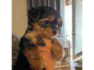 Yorkshire Terrier Puppy for sale in Thornton, CO, USA