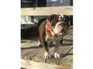 Bulldog Puppy for sale in Amarillo, TX, USA