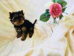 Yorkshire Terrier Puppy for sale in Kent, WA, USA