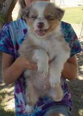 Australian Shepherd Puppy for sale in Mohave Valley, AZ, USA