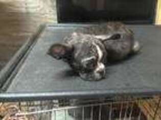 French Bulldog Puppy for sale in Greenville, SC, USA
