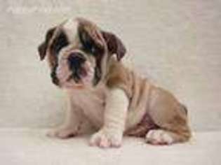Bulldog Puppy for sale in Davenport, IA, USA