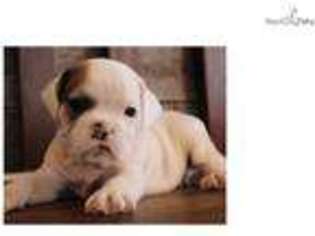 Beabull Puppy for sale in Springfield, MO, USA