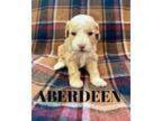 Goldendoodle Puppy for sale in Climax, NY, USA