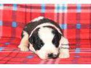 Saint Bernard Puppy for sale in Ligonier, IN, USA