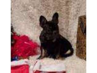 French Bulldog Puppy for sale in Becker, MN, USA