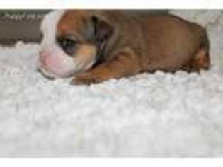 Bulldog Puppy for sale in Brodnax, VA, USA