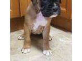 Boxer Puppy for sale in Columbia, CT, USA