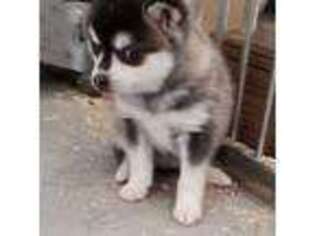 Alaskan Klee Kai Puppy for sale in Brentwood, CA, USA
