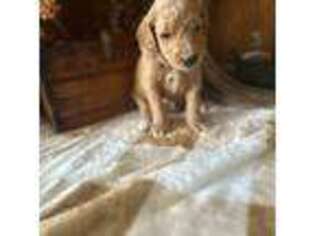 Goldendoodle Puppy for sale in Brighton, IL, USA