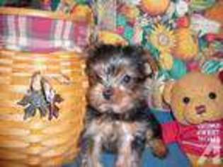 Yorkshire Terrier Puppy for sale in GRESHAM, OR, USA