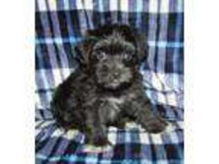 Mutt Puppy for sale in Eden, NY, USA