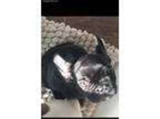 French Bulldog Puppy for sale in Topsfield, MA, USA