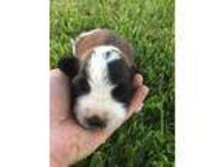 Saint Bernard Puppy for sale in Boyd, WI, USA