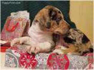 Catahoula Leopard Dog Puppy for sale in Ramseur, NC, USA