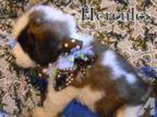 Saint Bernard Puppy for sale in BAXTER SPRINGS, KS, USA