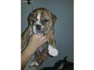 Bulldog Puppy for sale in Crestline, OH, USA