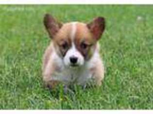 Pembroke Welsh Corgi Puppy for sale in Clements, MD, USA